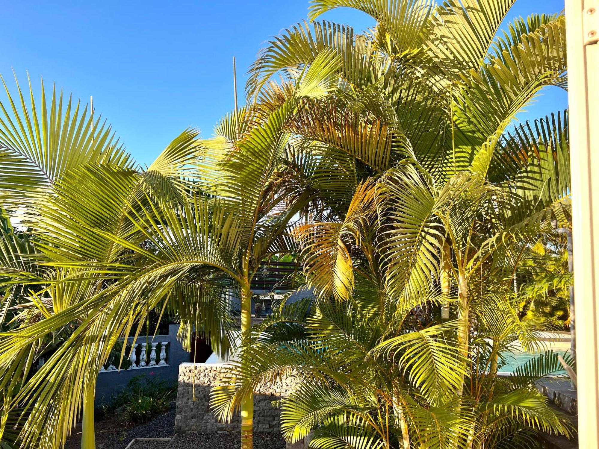 Villa Ti Moon, Piscine Et Spa Idealement Situe, Sud Reunion אנטרו-דו מראה חיצוני תמונה